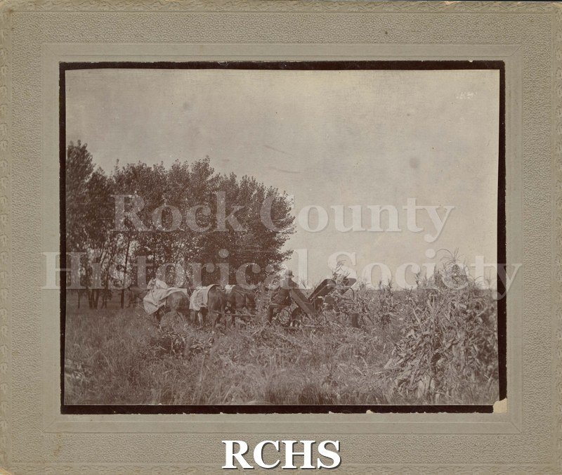 Black and white photograph of shocking corn with a machine pulled by four horses. The horses are wearing blankets.