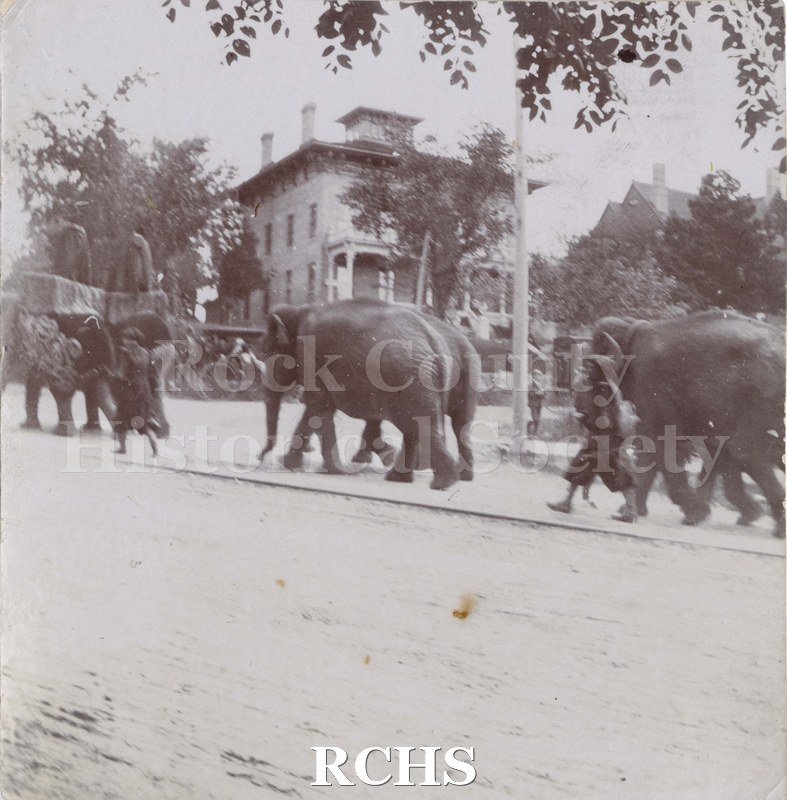 Black and white photograph of elephants walking in a parade, ca. 1900s. Men walk with them and it looks like the elephants are carrying something.