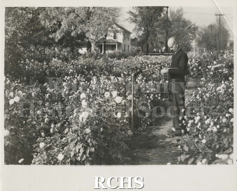 Black and white photograph of Mr. Fitchett standing in his dahlia garden with a book in his hand. Shows irrigation system and house in background.