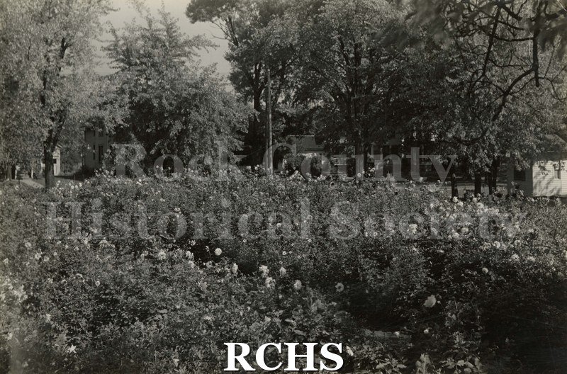 Black and white photograph of Fitchett's dahlia garden. Shows rows of dahlias in bloom with house and trees in the background.