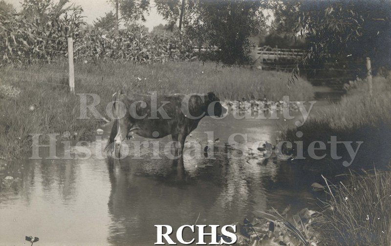 Postcard of cow, undated. Shows a cow standing in a stream next to a barbed wire fence.