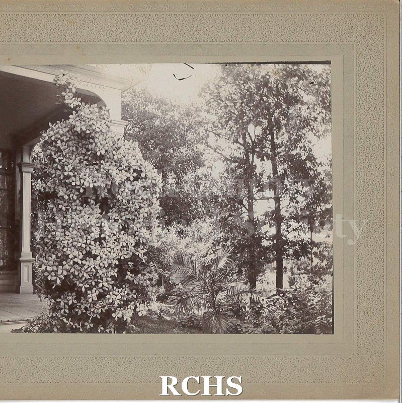 Black and white photograph of a landscaped yard and patio. Large leafy bush is climbing the patio pillar in the center of the image.