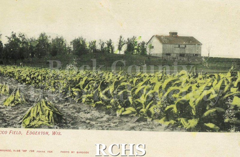 Postcard. Color image of a tobacco field in Edgerton, Wisconsin. Rows of tobacco plants are at the forefront of the photo.