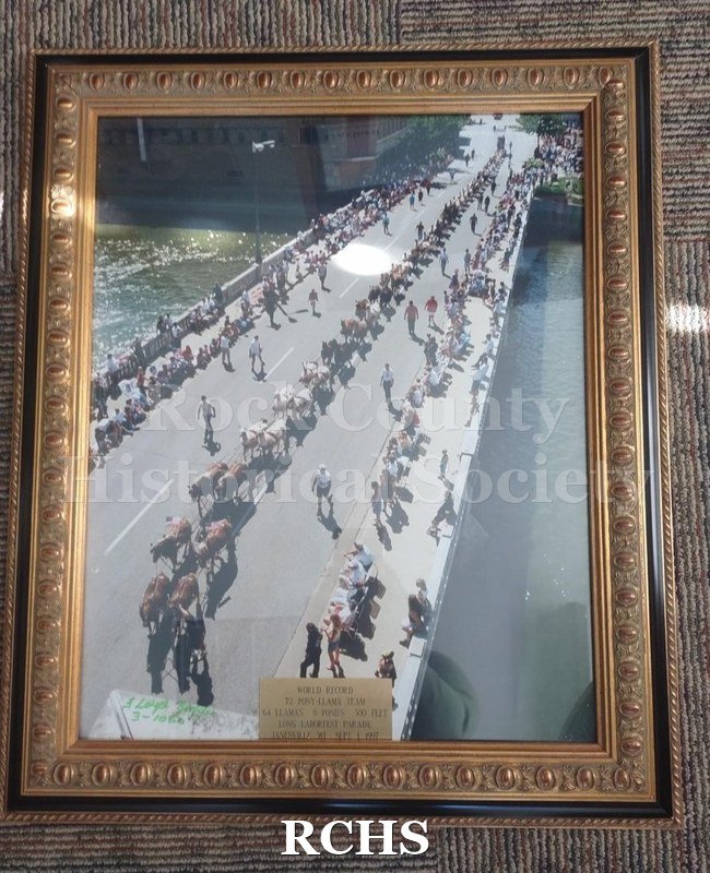 Large color photo of a Guinness World Record event for longest pony-llama hitch that occurred at the 1997 Laborfest Parade in Janesville.