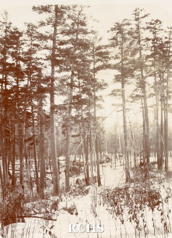 Black and white photograph of the pine woods near Long Lake, Wisconsin. Photo was taken by George Kemp Tallman.
