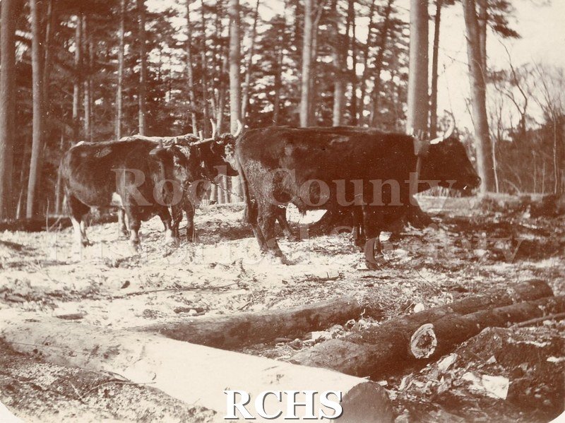 Black and white photograph of two teams of oxen in the woods. Photo was taken by George Kemp Tallman.