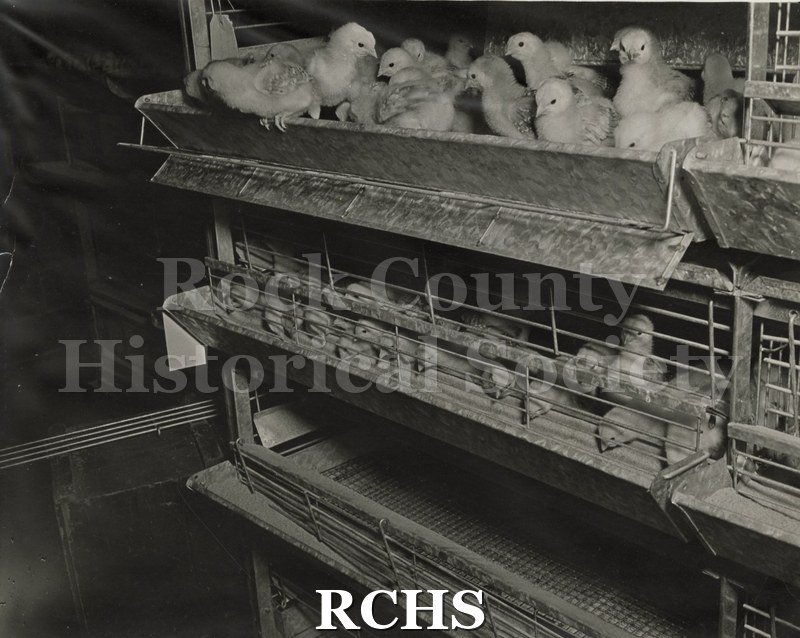 Black and white photograph of Blackhawk Hatchery interior. Close up of metal racks with wire rod sides and wire mesh bottoms filled with baby chicks.
