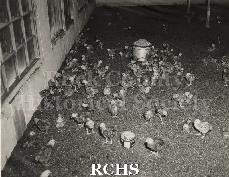 Black and white photograph of Blackhawk Hatchery. Building with windows on left. Rough ground with numerous chickens throughout.