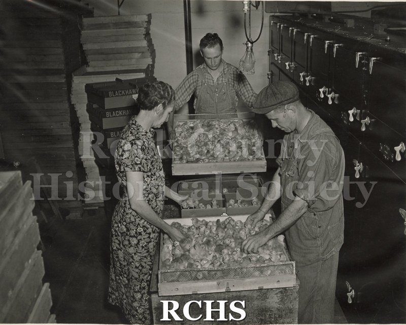Black and white photograph of Blackhawk Hatchery interior. At center are boxes of baby chicks, apparently being sorted into smaller boxes.