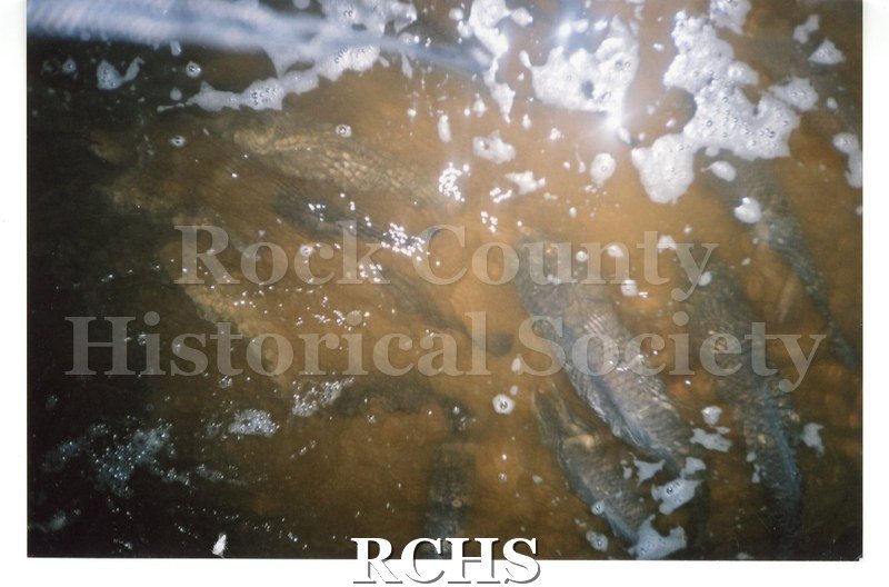 Color photo of fish swimming in the flooded street during the 2008 flood in Janesville.