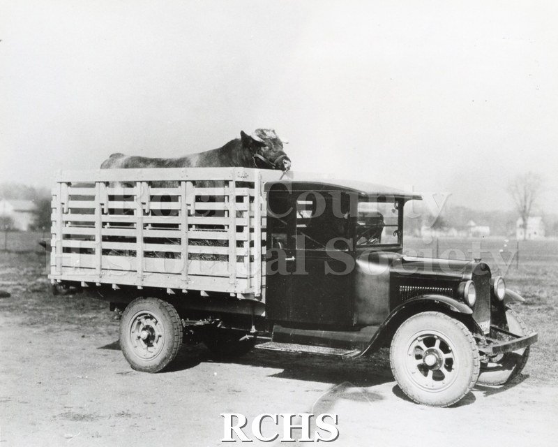 Black and white photograph of a truck with a bull riding in the back. On back in part: "The photo was taken in 1925 at the Rock County Fairgrounds. Mr.