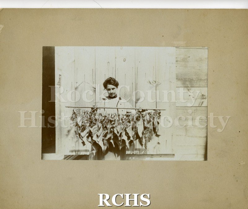 Black and white photograph of an unidentified young girl holding a lath of tobacco leaves. Taken at Heddles Farm.
