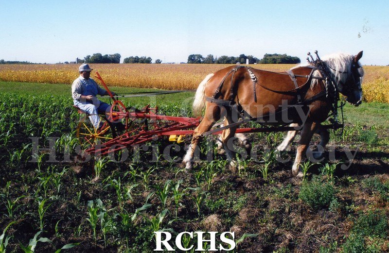 Historic image of Color photogrpah of an unidentified man on a cultivator pulled by a bay horse. They are cultivating corn.