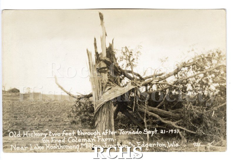 3-1/2" x 5-1/2" glossy picture postcard showing tree split after tornado. On bottom: "Old Hickory two feet through after Tornado Sept.