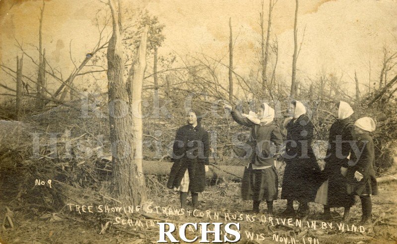 Postcard. Tree showing straws and corn husks driven in by wind Schmidt farm Hanover, Wis. Nov. 11, 1911.